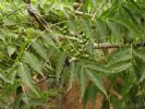  Phellodendron Amurense Extract  